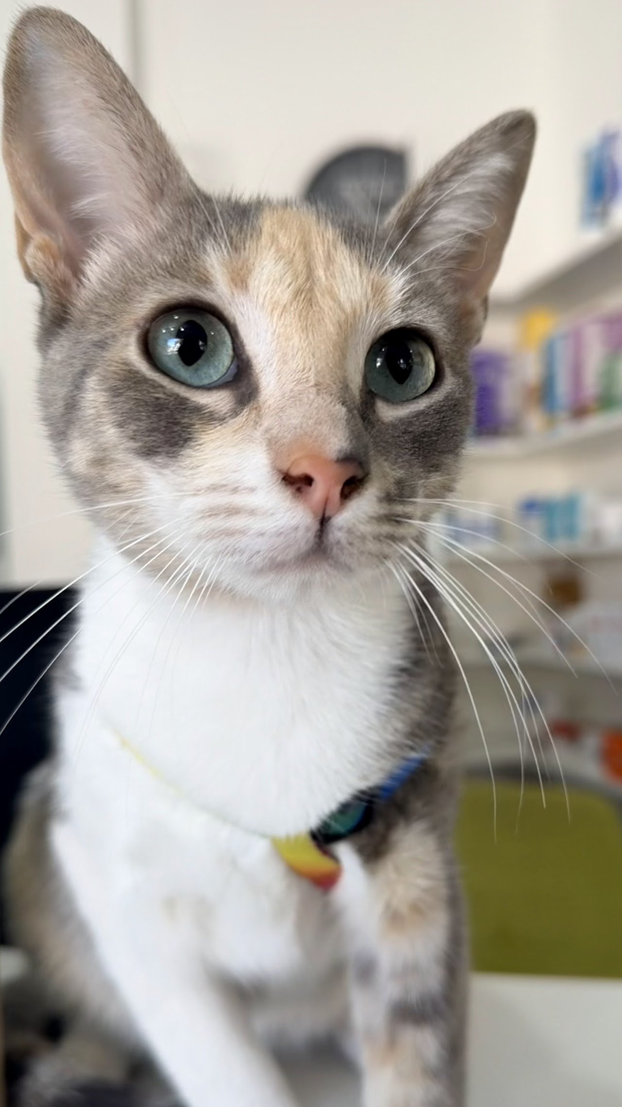 Paciente felino en nuestra clínica