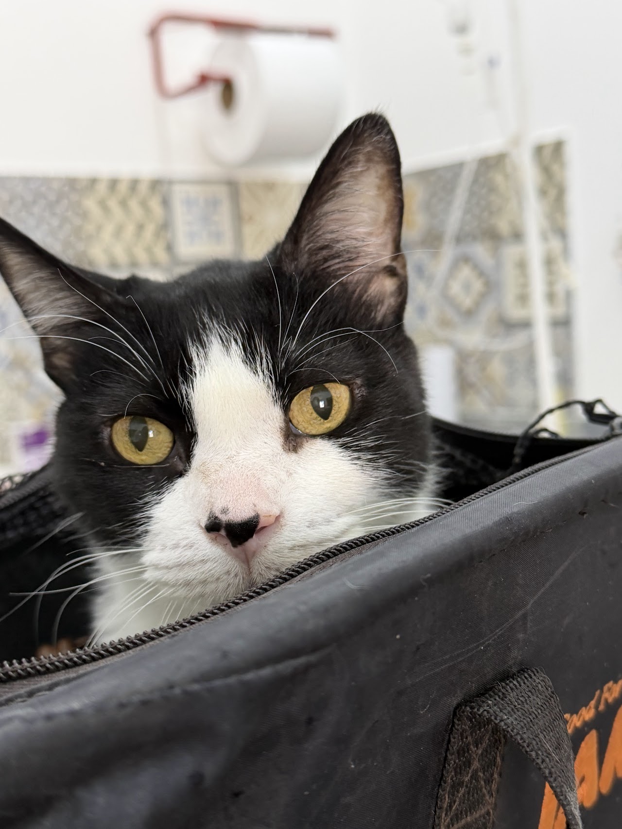 Atención felina de cerca en S.O.S Veterinaria