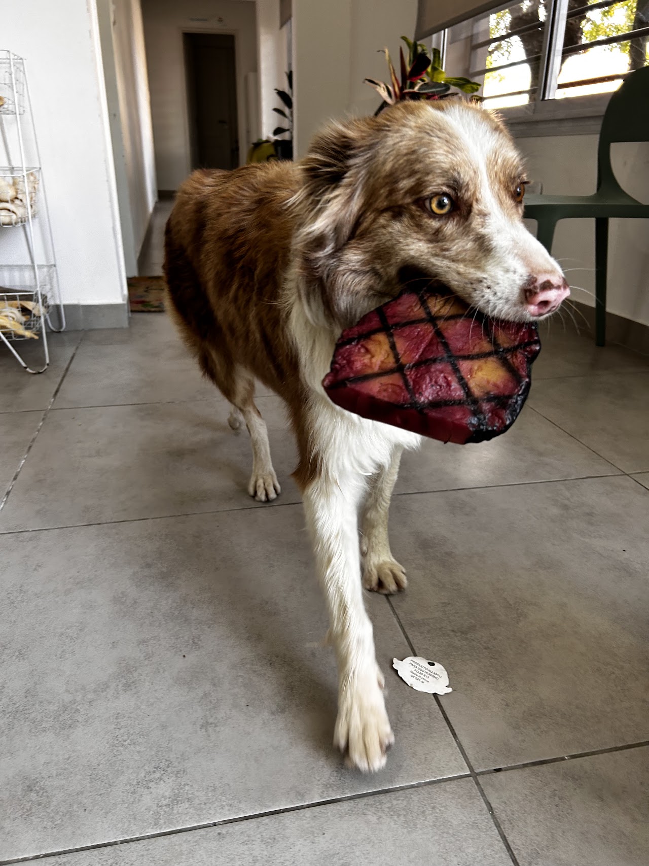 Mascota feliz, paciente de S.O.S Veterinaria